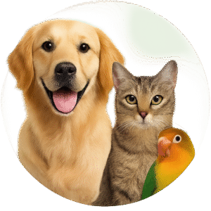 Mega Pet Sale! Enjoy 30% off